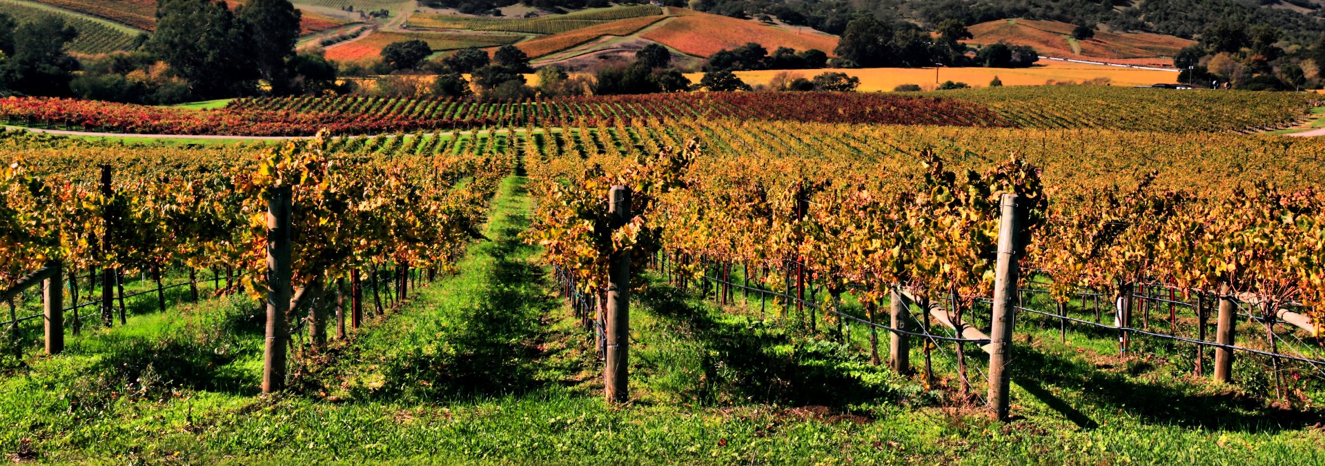 Archer Real Estate Group SF Bay Area Wine Country Home Sales