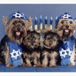 HanukkahYorkieCard