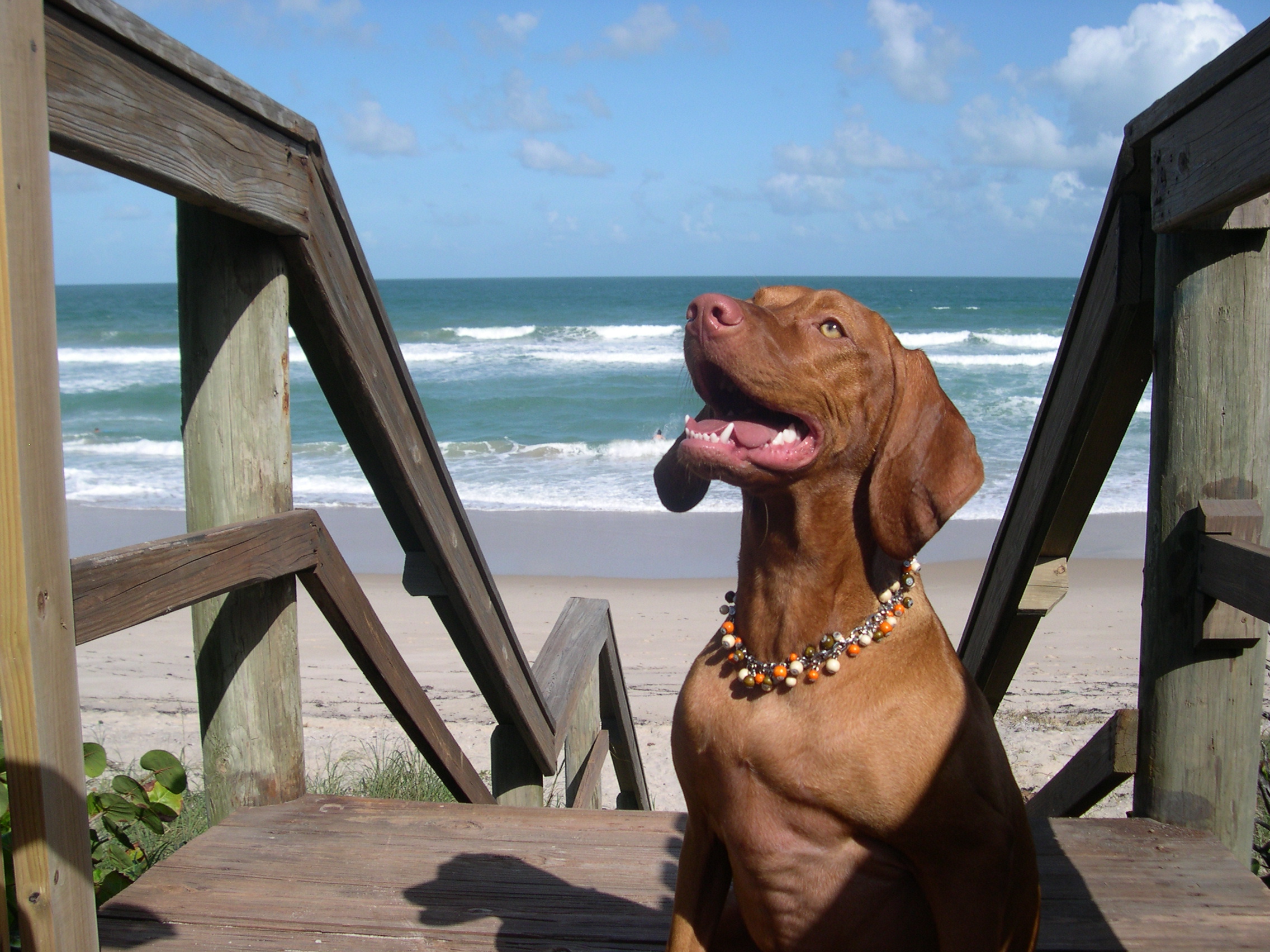 Coasters Pub in Indian Harbour Beach is Now Dog Friendly! Dog