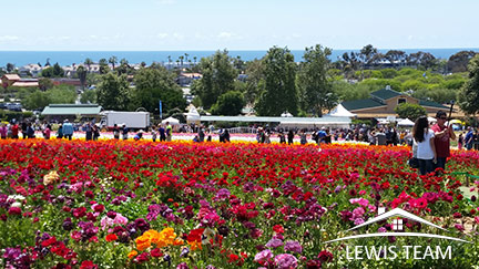 Flower Fields in Carlsbad