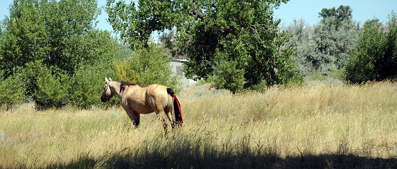 Ramona Real Estate - Horse Properties in San Diego
