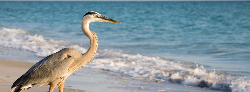 bird-watching-beach-gulf-coast