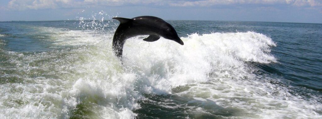 dolphins-on-beach