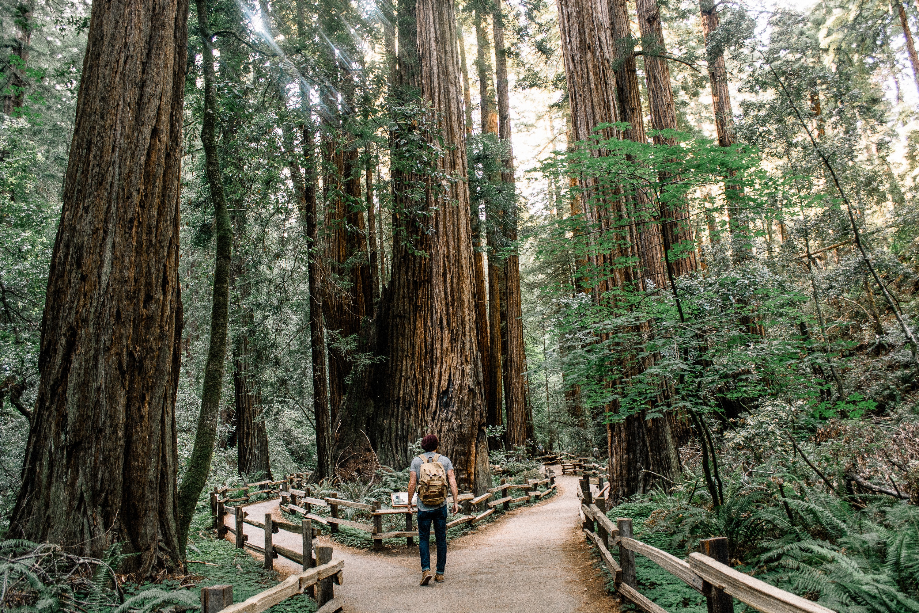 Best Places to Visit Around Contra Costa County - Muir Woods