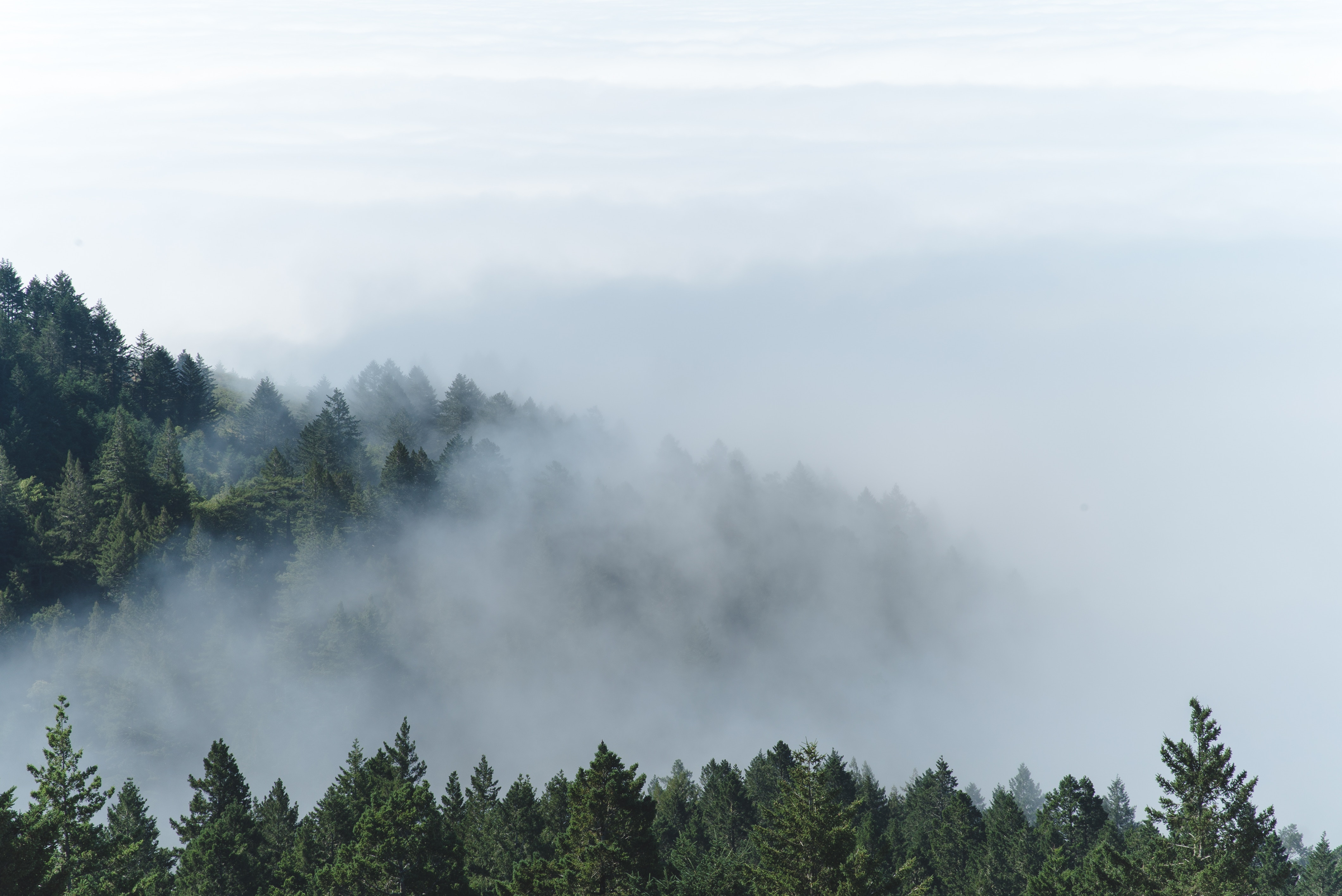 Best Places to Visit Around Conta Costa - Muir Woods