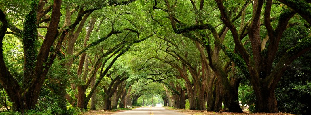 Tree Tunnel in Bayou Texar Pensacola