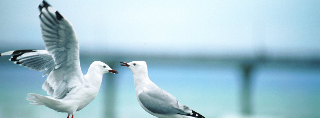 Seagulls
