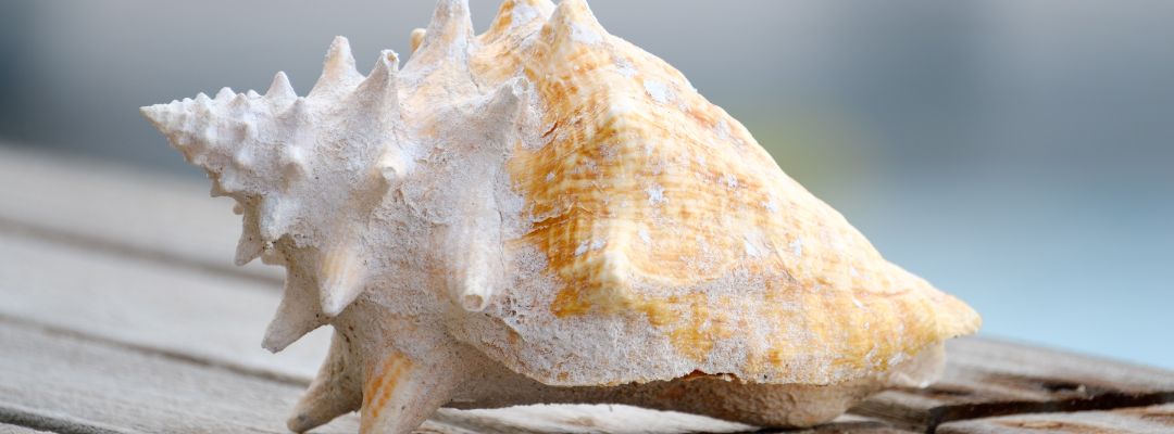 shell