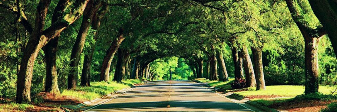 tree tunnel in east hill pensacola