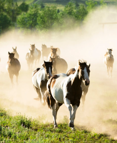 RANCH & LAND