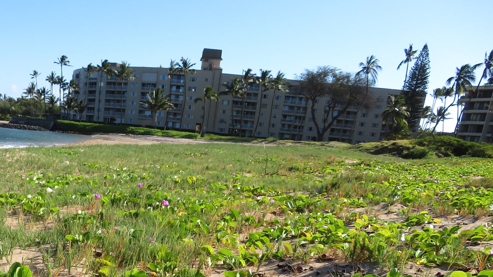 Oceanfront condominium building behind a vine-covered beach dune in Kihei, Maui