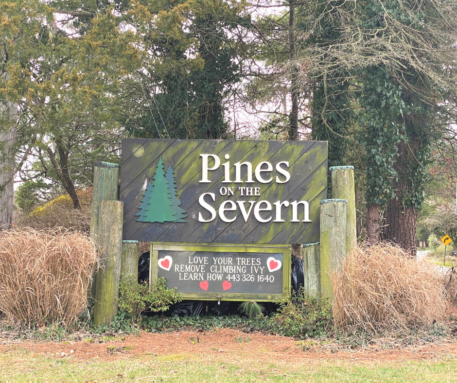 Pines on the Severn