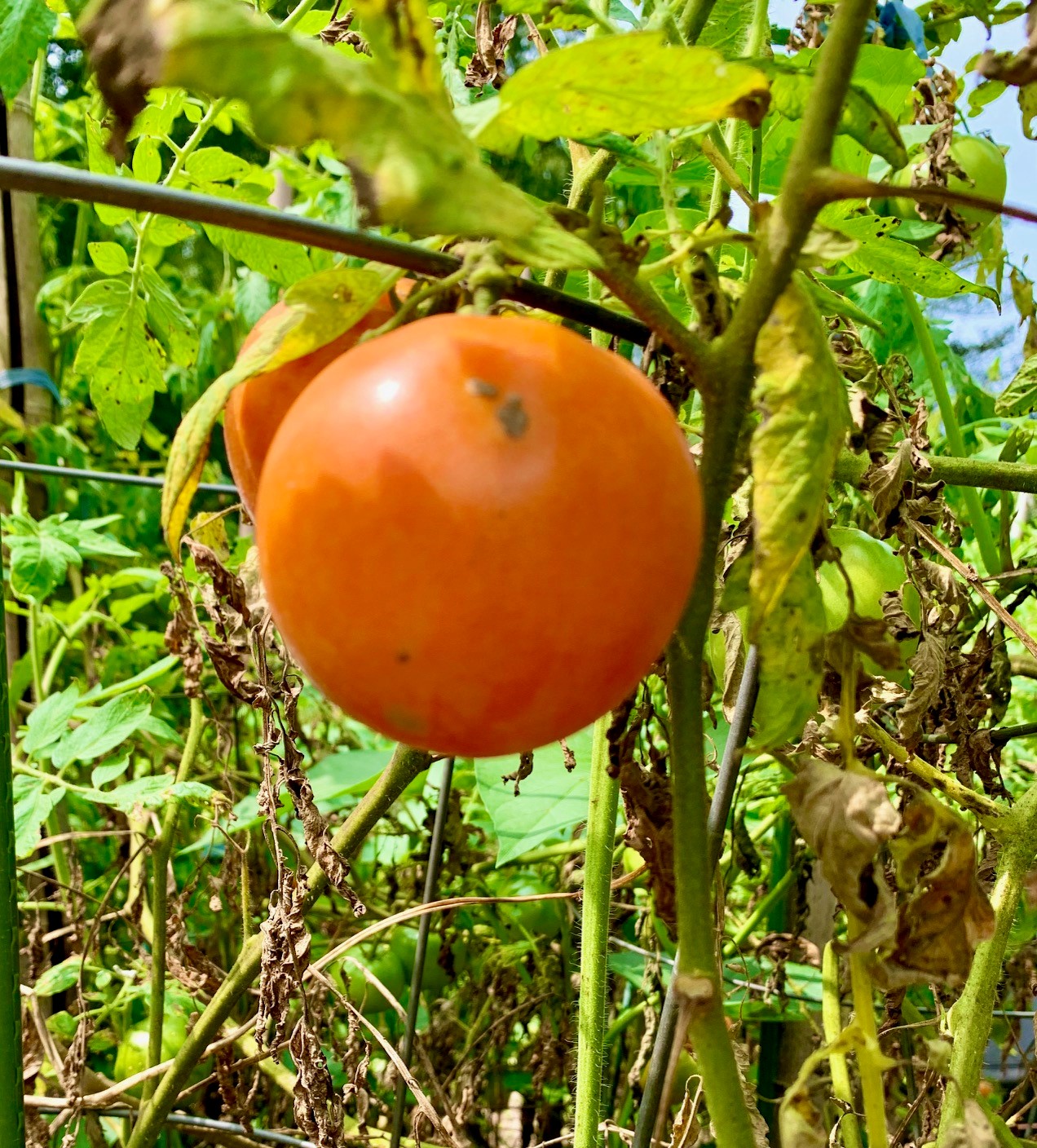 Homes For Sale Near Peabody Community Garden Brightwood, DC