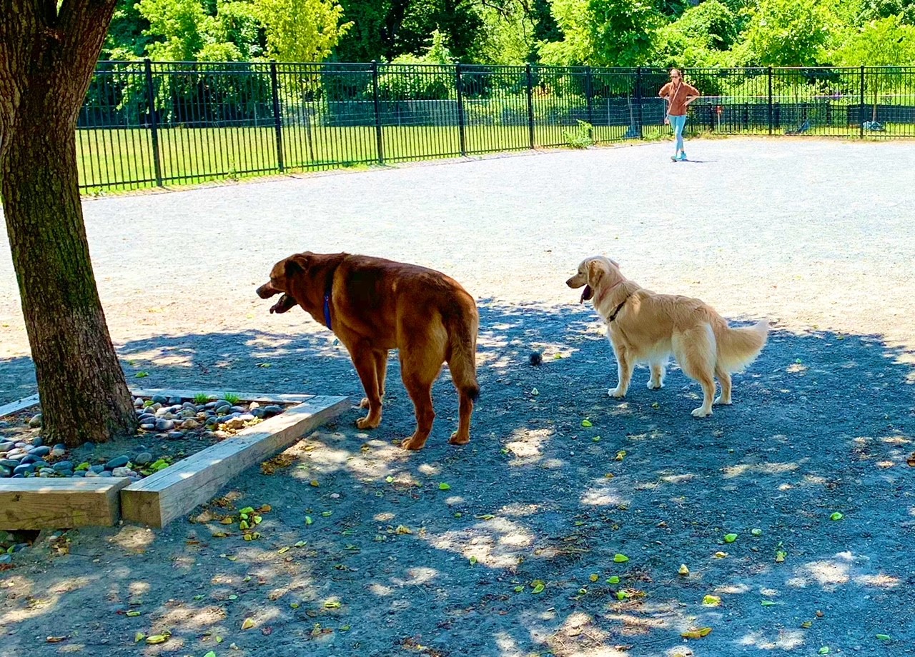 Washington, DC Homes For Sale Near Francis Dog Park