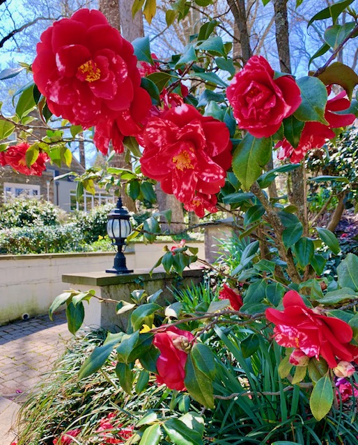 Forest Hills, Washington, DC Townhomes For Sale