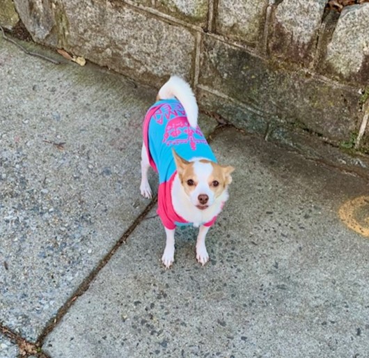 Washington, DC Homes For Sale Near Gage Eckington Dog Park