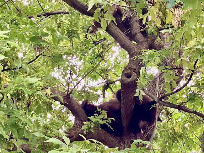 Bears in Wagner Park Tree