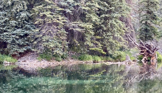 Beaver Home Across Hallam Lake