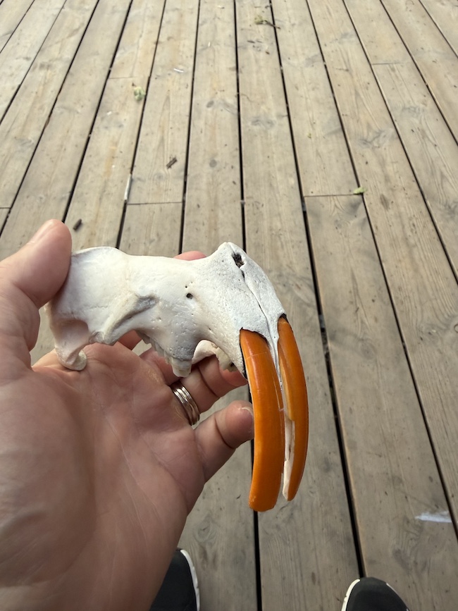 Beaver Skull and Orange Teeth
