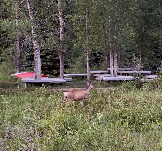 Deer on Hallam Lake