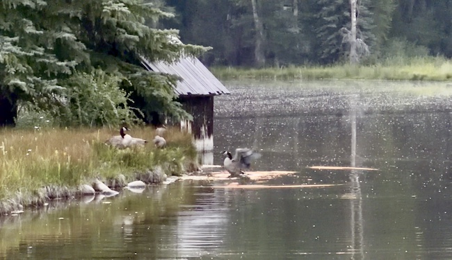 Geese on Hallam Lake
