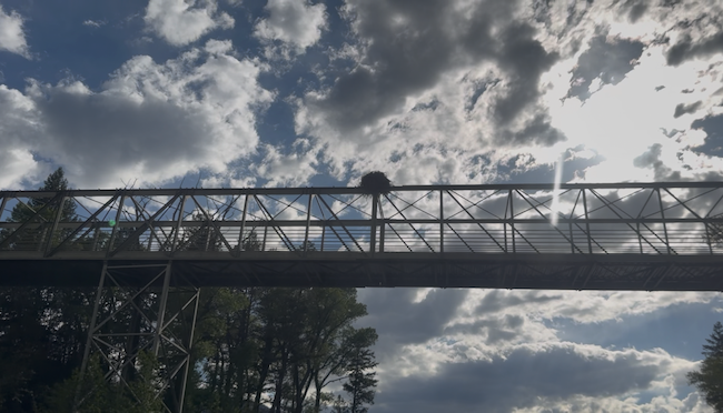 Osprey Nest on River Bridge in Basalt