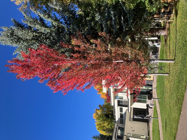 Red Fall Leaves in Aspen