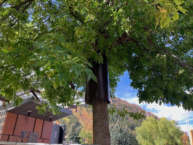 Bear Protection in the Trees