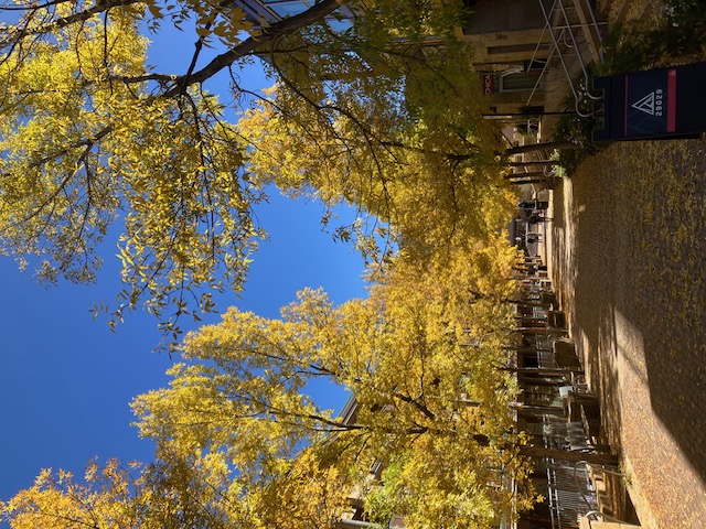 Yellow Fall Leaves in Aspen