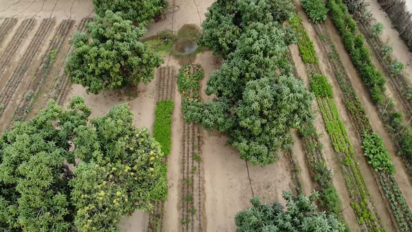 Organic farm