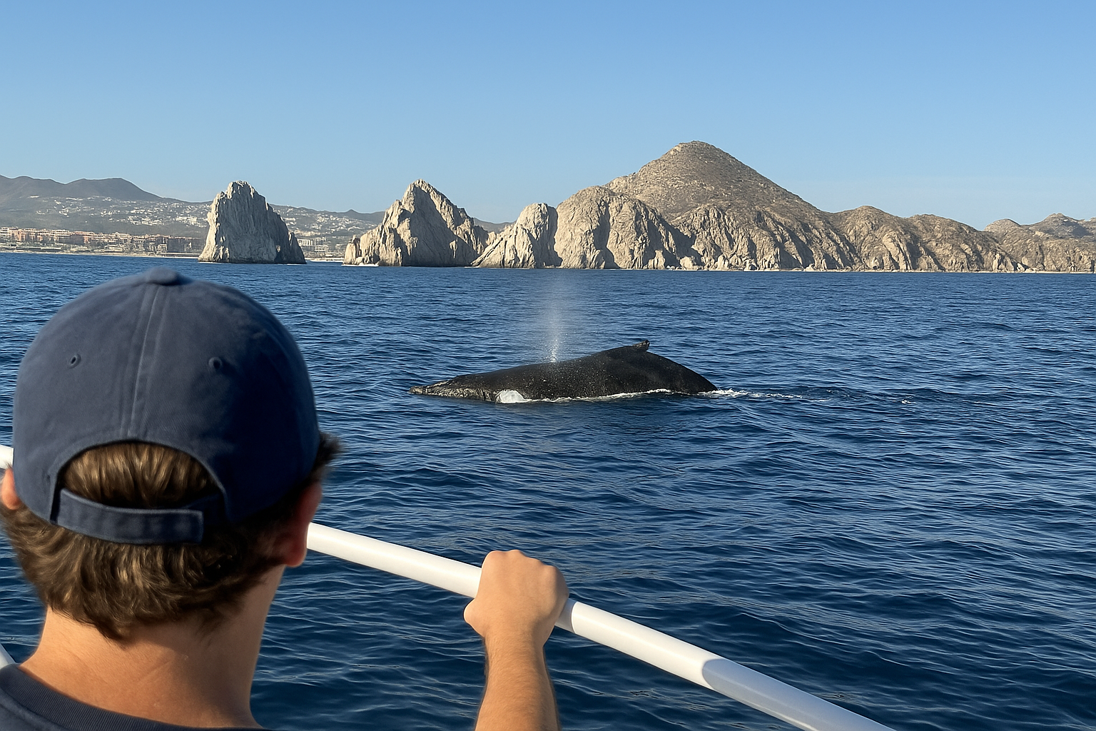 whale watching in cabo san lucas