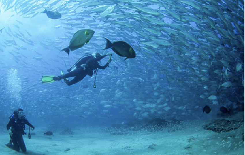 Scuba diving in Los Cabos