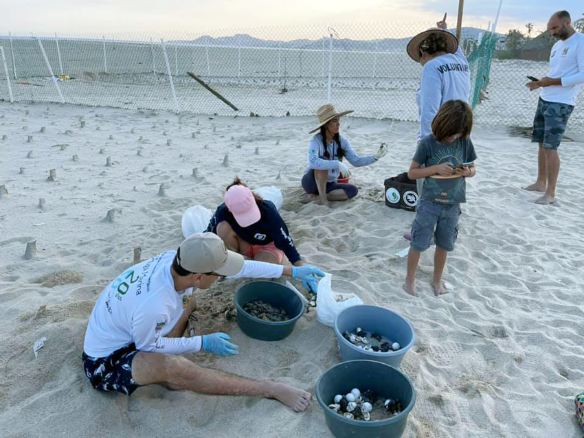 Counting sea turtles in Los Cabos