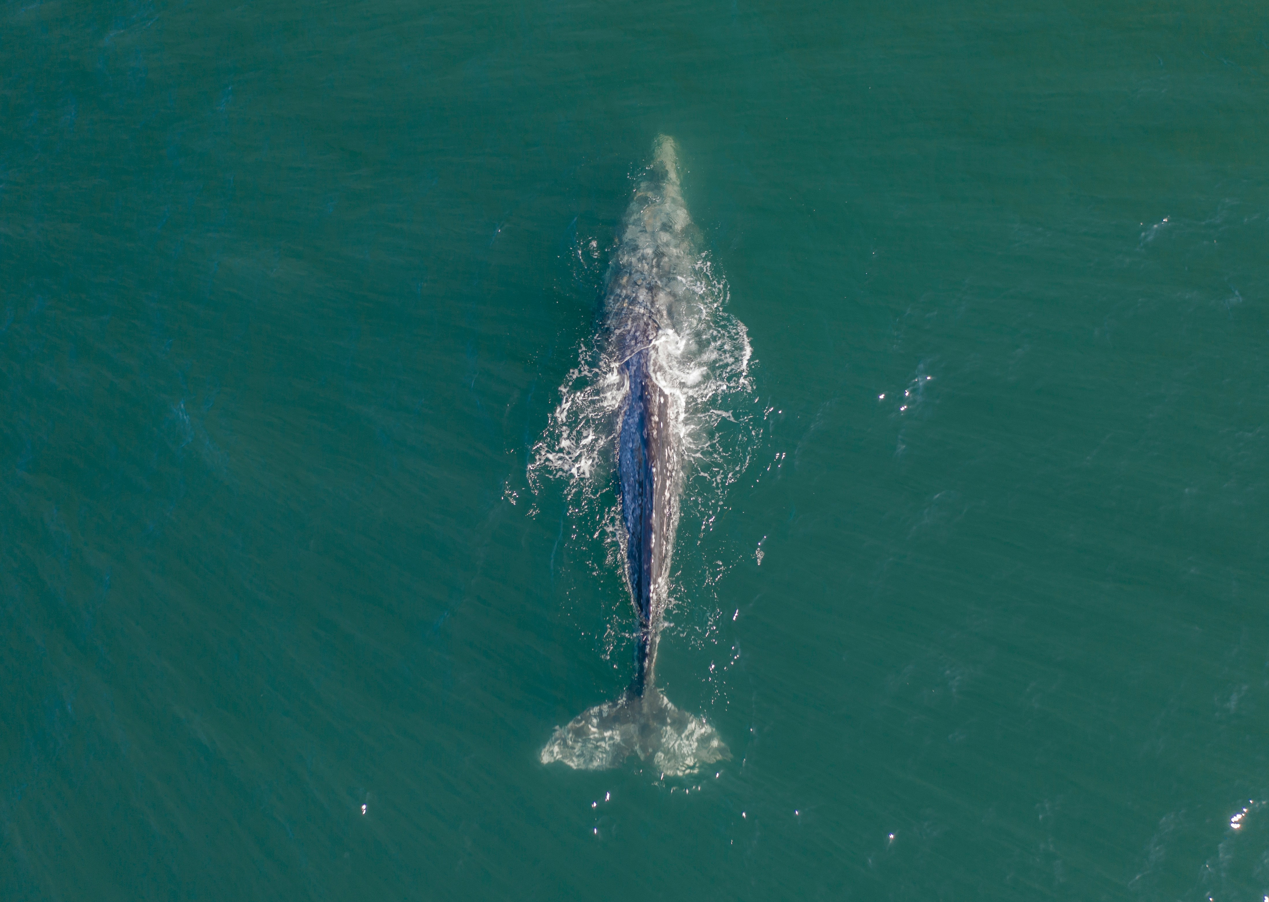 can san lucas whale watching
