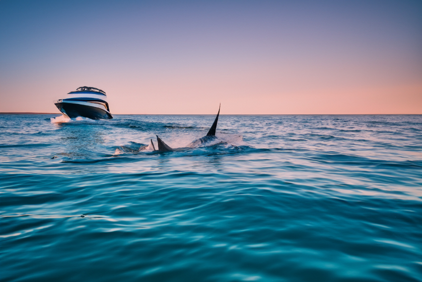 Fishing in Los Cabos at sunrise