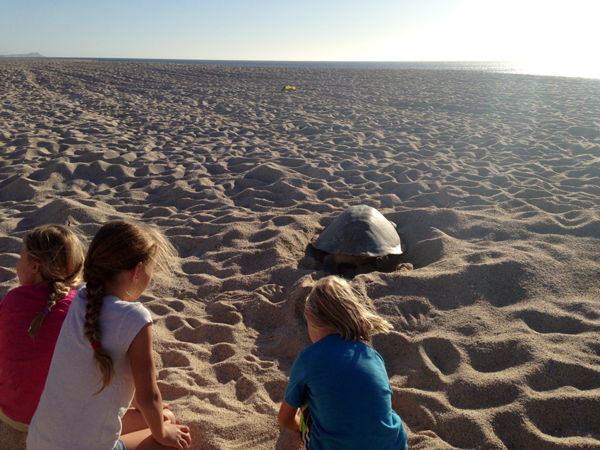 Kids watching how a turtle nests in Los Cabos