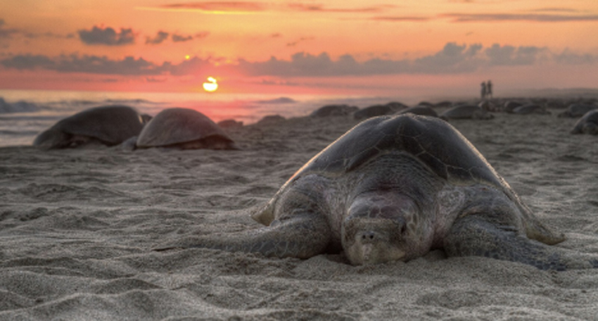 Olive Ridley or Golfina