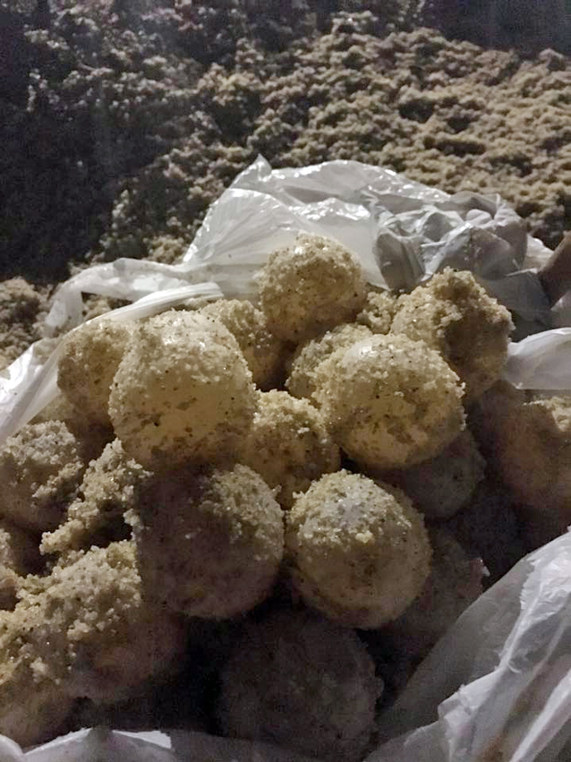 Turtle eggs being protected