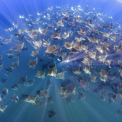 Manta rayas