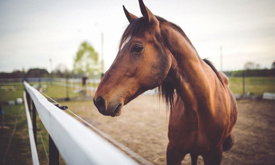 Horse Facilities Can Save Buyers Years of Work