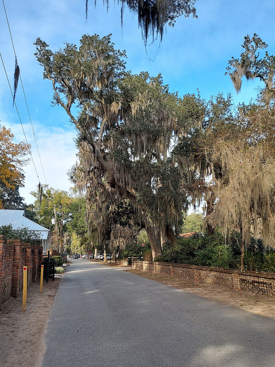 Tree-lined street scene in Bluffton, South Carolina