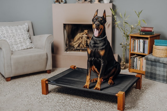 A dog sitting on a dog bed inside the living room
