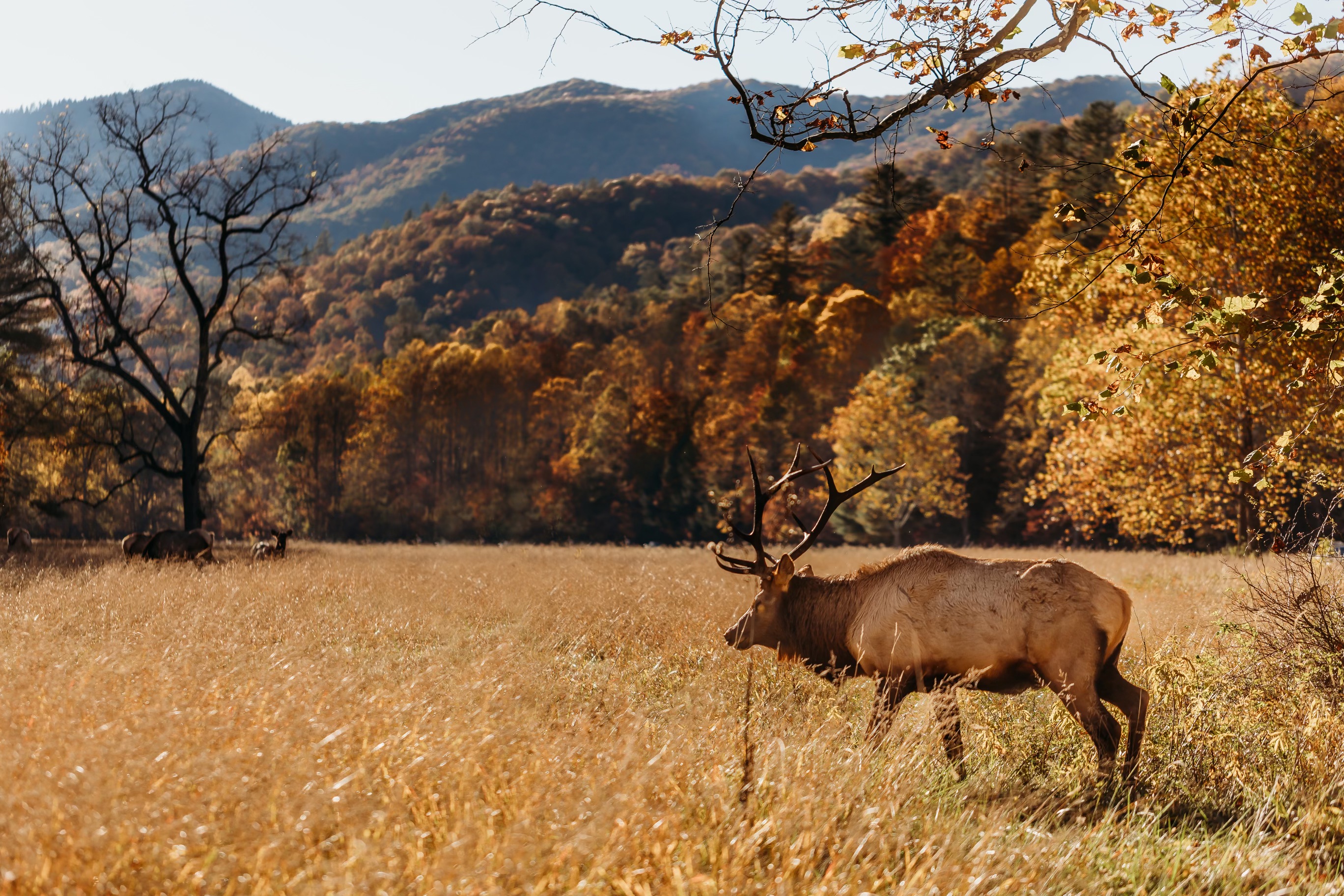 Maggie Valley NC Real Estate, Homes, Condos for Sale Brandon Kittle