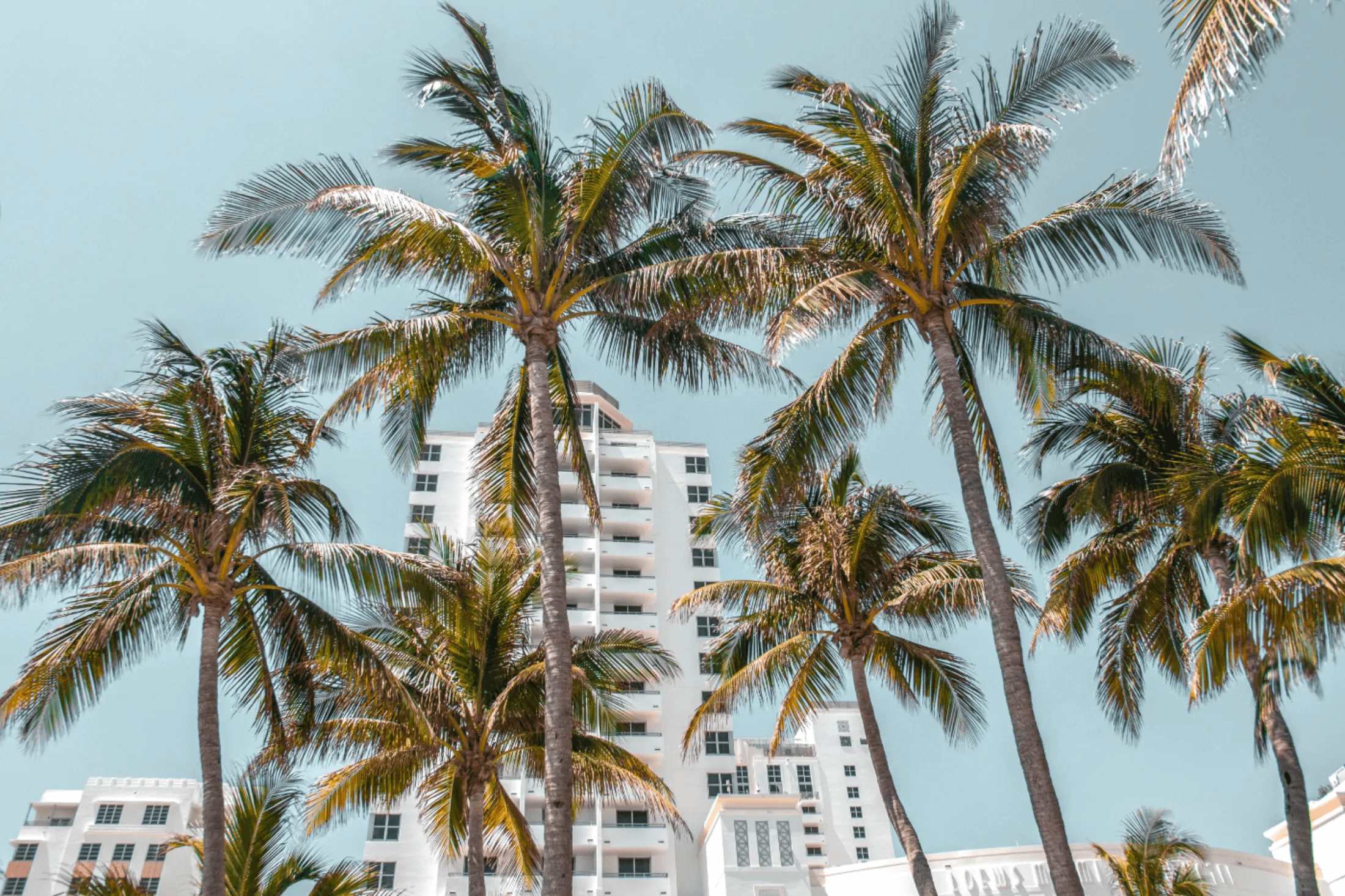 Palm trees in front of a white Florida condo building