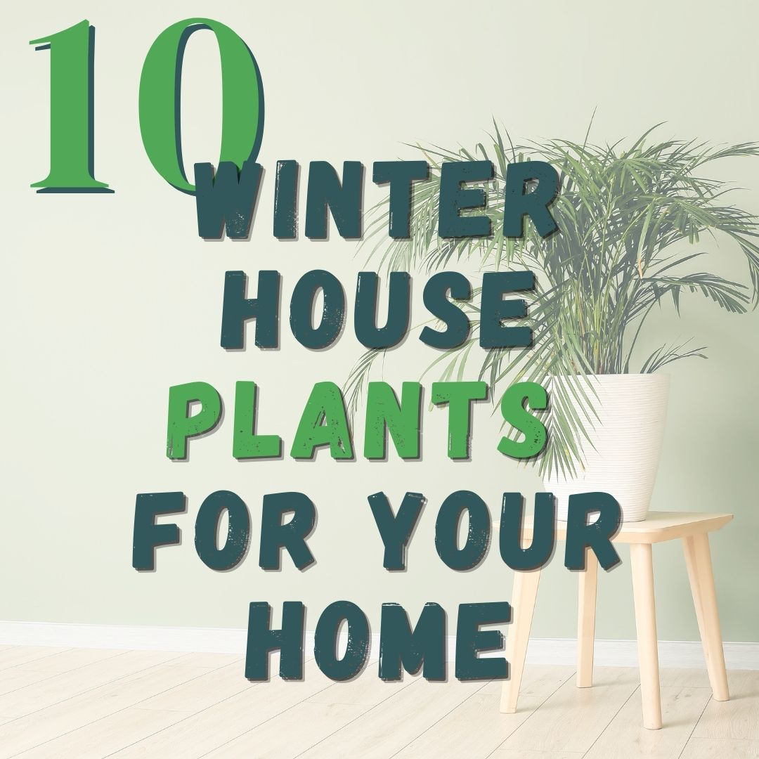 10 Winter House Plants for your Home