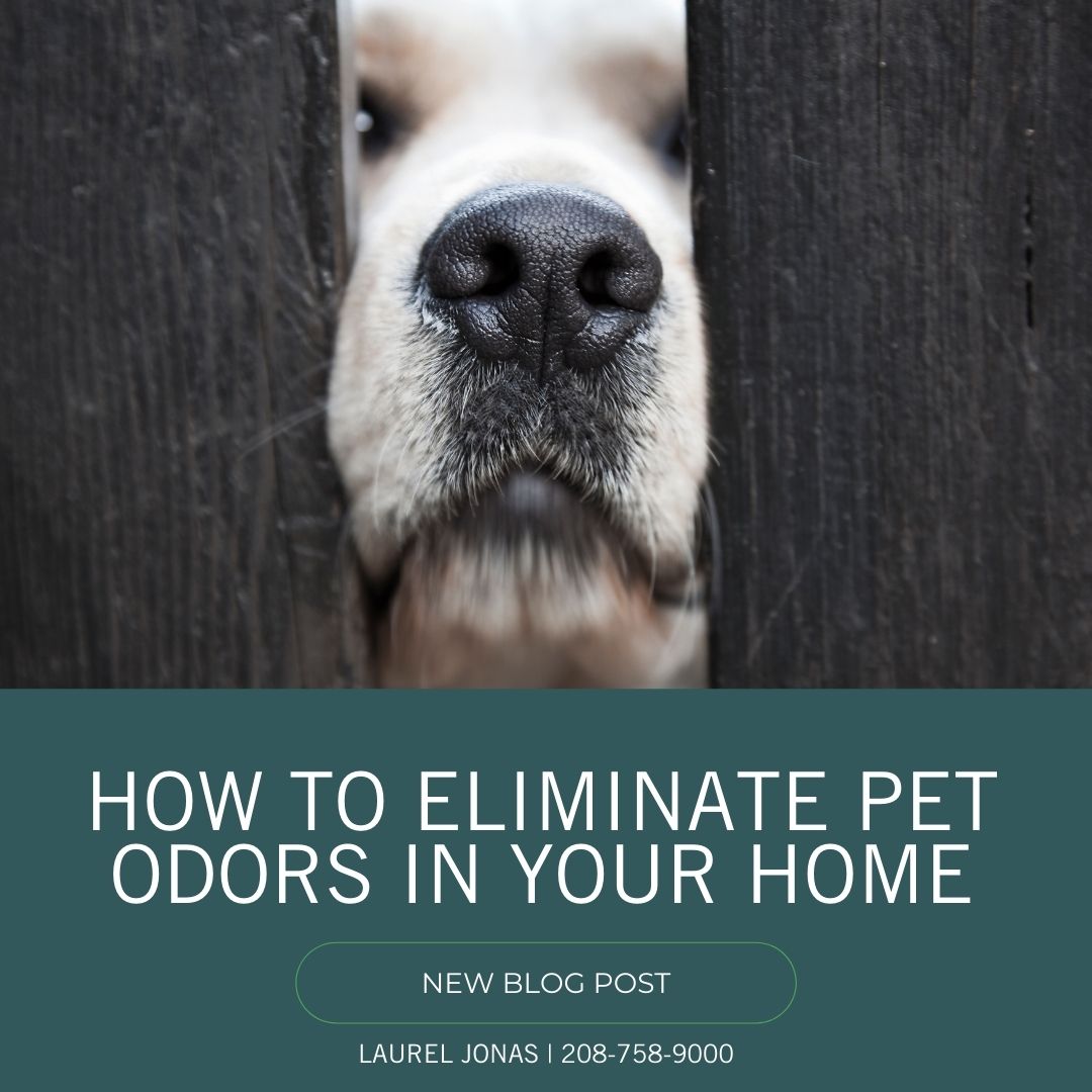 How to Eliminate Pet Odors in Your Home_Laurel Jonas Blog