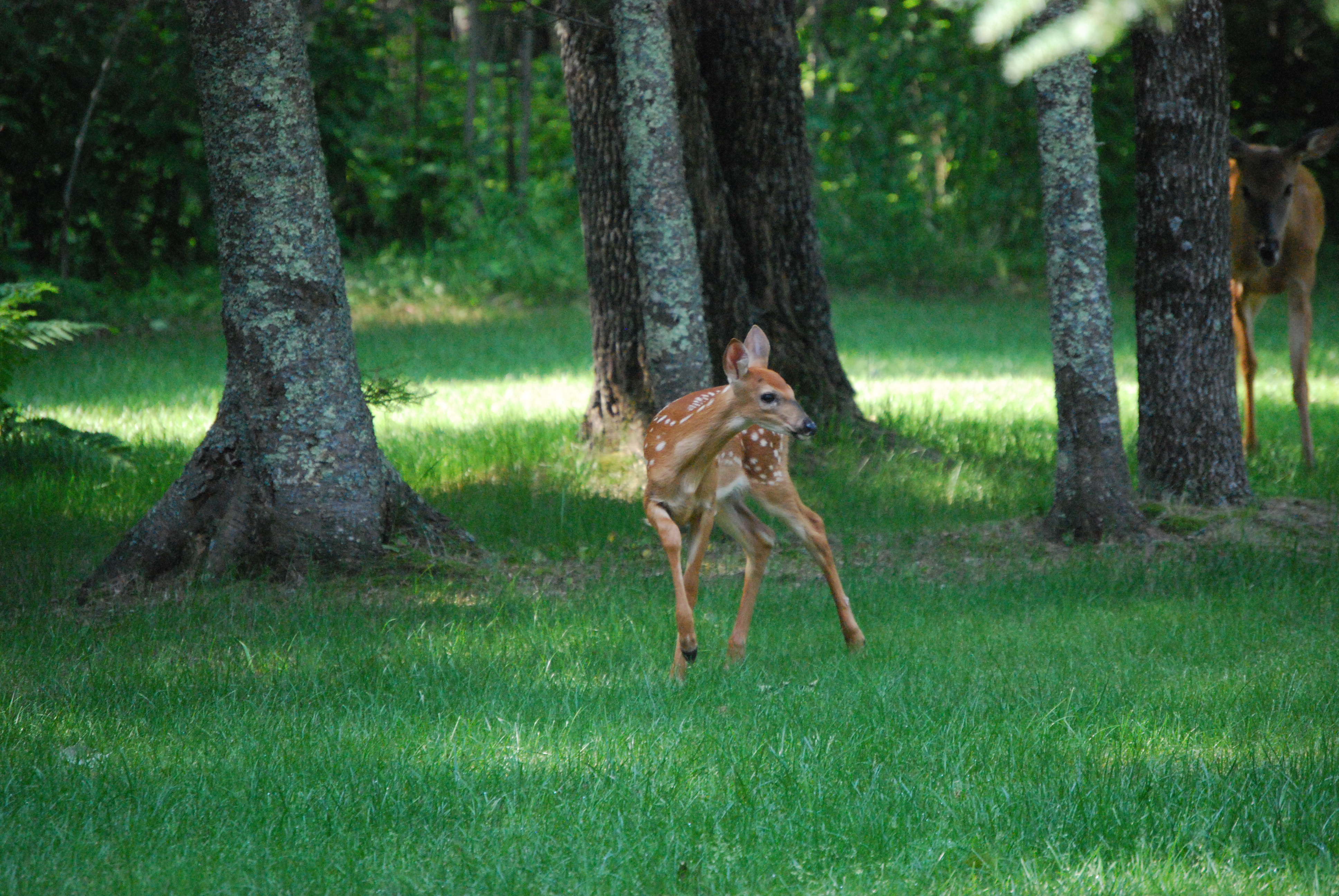 Squaw Lake Real Estate Squaw Lake Homes for Sale