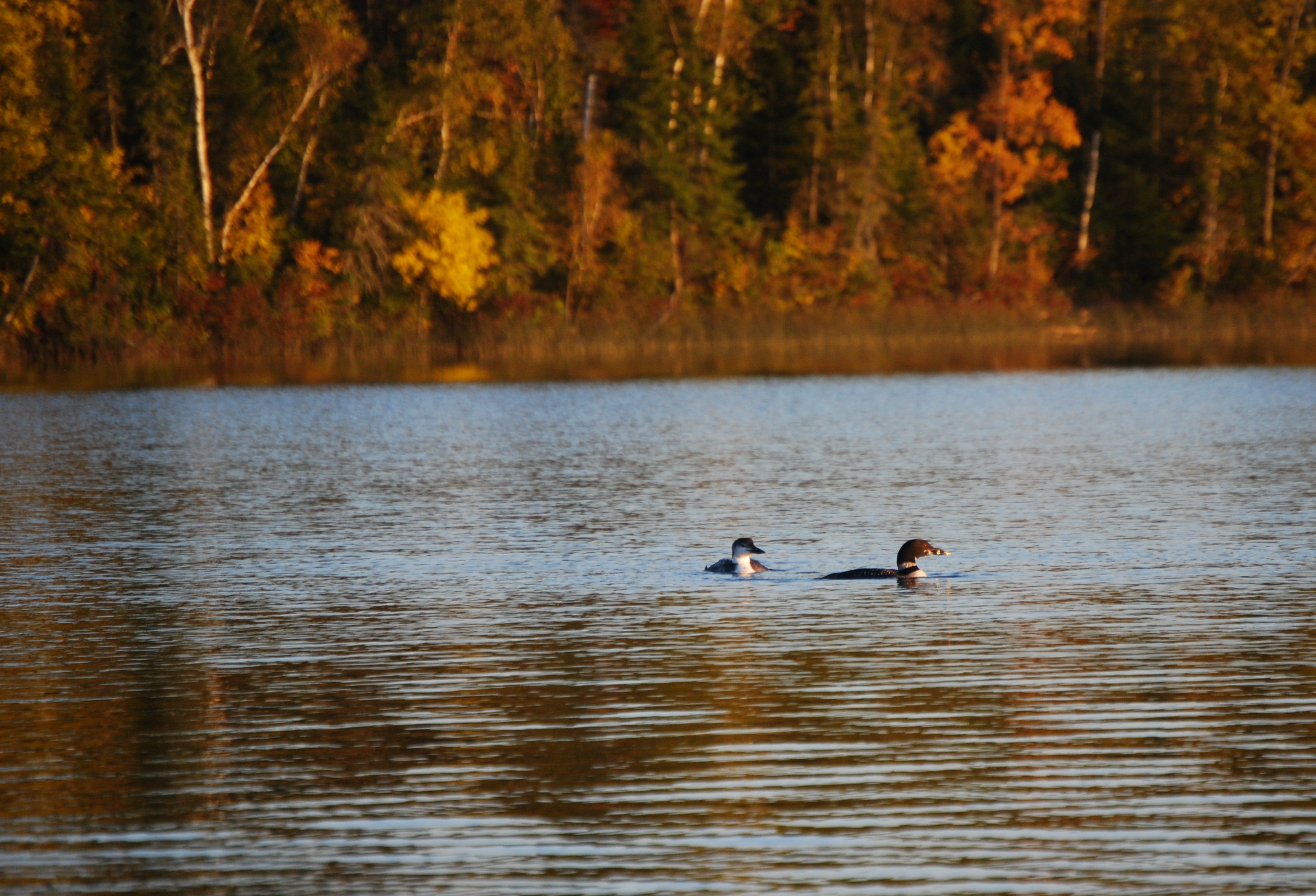 Spider Lake Real Estate Spider Lake Homes for Sale