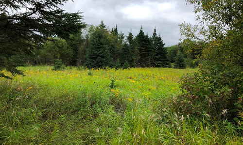 Hunting Land