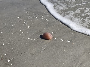 Sanibel Island